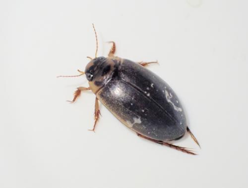 Réf. 321 781 : Rhantus frontalis